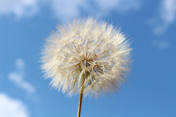 Hope on the Breeze: Dandelion Seed Head Against a Blue Sky