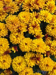 Bright yellow chrysanthemum flowers in full bloom – vibrant floral background with dense petals and autumn mood
