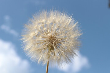 Fototapeta premium Hope on the Breeze: Dandelion Seed Head Against a Blue Sky