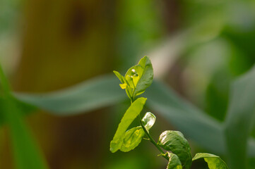 close up of citrus fruit plant leaves