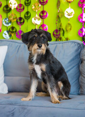 Cute puppy dog posing for photo on couch