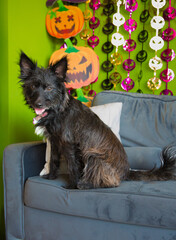 Cute puppy dog posing for photo on couch