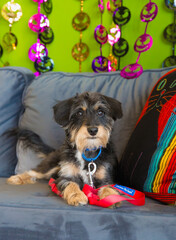 Cute puppy dog posing for photo on couch