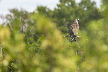 Osprey