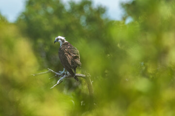 Osprey