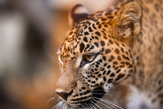 Ceylon leopard face, cat-like beast close-up view. Animal portrait
