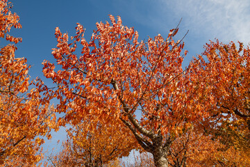 Autumn landscapes in Odemis Golcuk lake