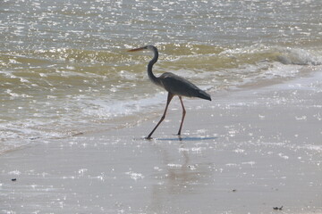 great heron on the sea shore