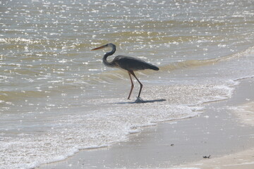 heron on the beach