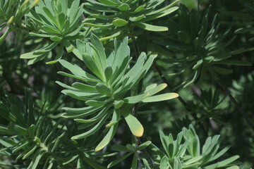 close up of suriana leaves