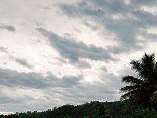 trees and sky in evening 