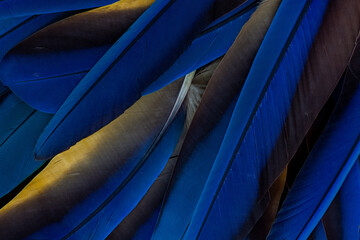 close up of blue feathers