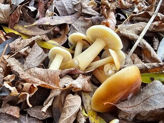 mushrooms in the forest