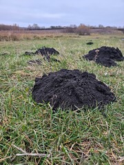 mole hole, mole hole in the field