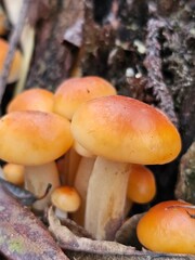 mushrooms on a tree, mushrooms in the forest