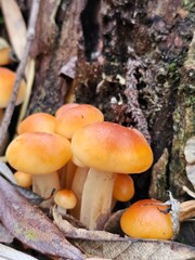 mushrooms on a tree, mushrooms in the forest