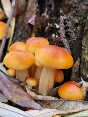 mushrooms in the forest, mushrooms on a tree