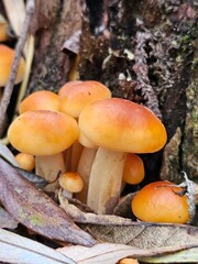 mushrooms in the forest, mushrooms on a tree