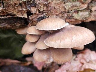 mushroom in the forest