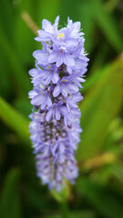 Pontederia cordata blue flowers or Pickerel weed in the garden of Tenerife,Canary Islands,Spain.
                      