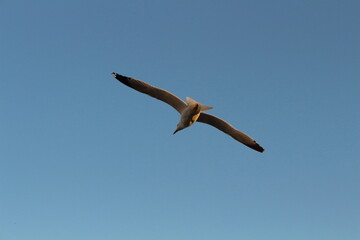 Single Seagull Soaring Against Clear Blue Sky