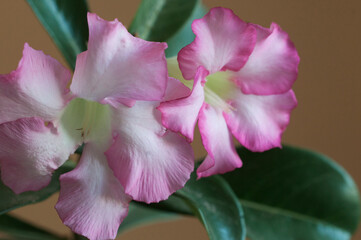 Adenium obesum flower, close up shot