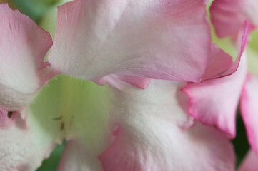 Adenium obesum flower, close up shot