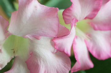 Adenium obesum flower, close up shot