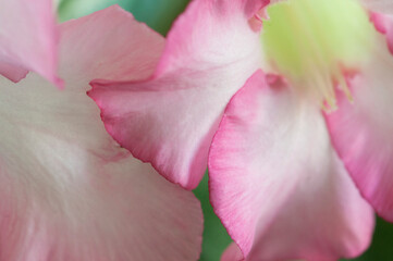 Adenium obesum flower, close up shot