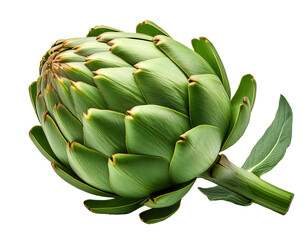 A green artichoke displayed on a white background highlights its unique shape and texture
