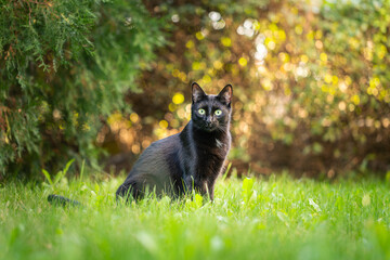 Black cat with shiny fur