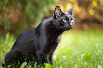 Black cat with shiny fur