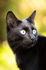 Black cat with shiny fur