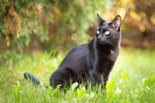 Black cat with shiny fur