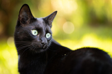 Black cat with shiny fur