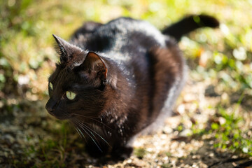 Black cat with shiny fur