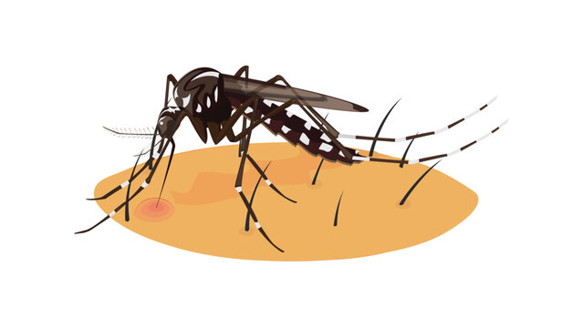 Mosquito Bite Vector Design &ndash; Insect Bite Illustration for Medical and Educational Use