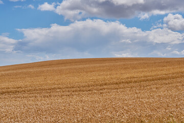 Wheat, harvest and field for growth outdoor of grain farm, agriculture land and crop production. Countryside, nature and rice farming with organic plant, sustainable environment and food development