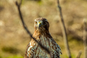 hawk eye