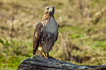 hawk stare