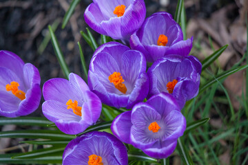 purple crocus flowers