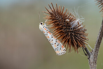 A white and black butterfly is perched on a flower