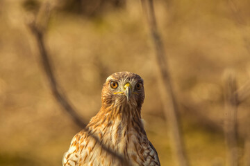 red tail hawk