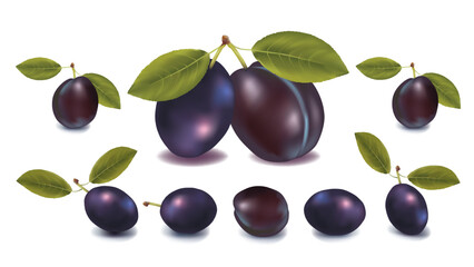 Black Grapes Vector Design
