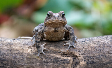 Toad living his best life