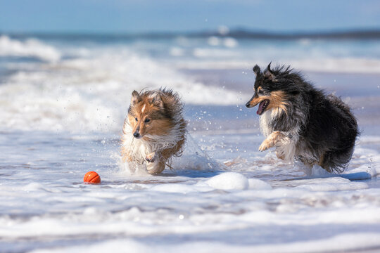 Two playful Shelties, one sable and white, the other tricolor, chase a ball through ocean waves on a sunny summer day. The joyful dogs splash along the lively shore, bringing energy to the scenic beac