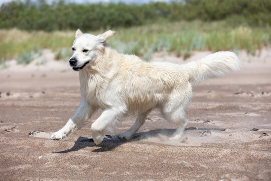 A light sandy-colored golden retriever runs joyfully along a sandy beach by the sea, with coastal dunes in the background. The dog&rsquo;s fur blends with the beach, creating a warm, playful scene.