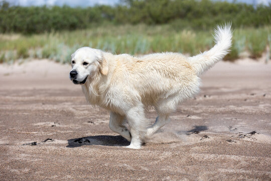 A light sandy-colored golden retriever runs joyfully along a sandy beach by the sea, with coastal dunes in the background. The dog&rsquo;s fur blends with the beach, creating a warm, playful scene.