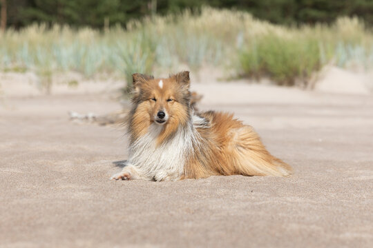 A tired sable and white Sheltie with perky ears rests on a sunny sandy beach, nestled among coastal dunes. The warm summer sun highlights the dog's rich fur, creating a peaceful seaside scene.