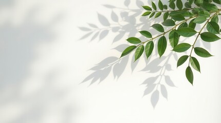 Abstract Silhouette Shadow of Natural Leaves Falling on White Background with Sunlight